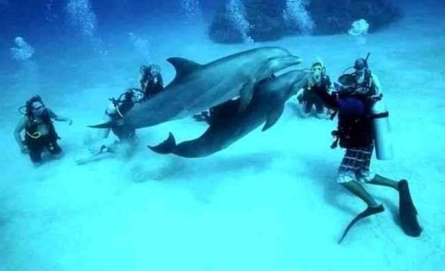 PADI Boat Diver Specialty